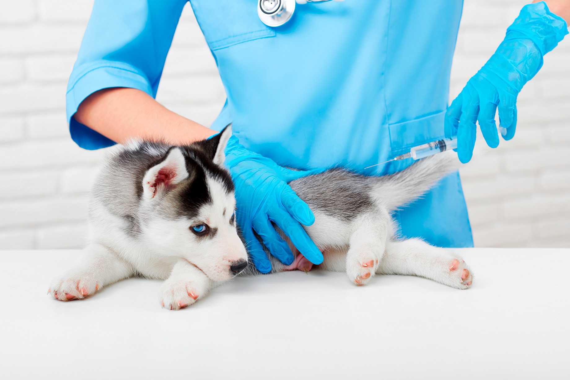Neurologia Veterinária Landing Image